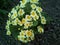 Beautiful flowers on the flower bed