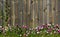 Beautiful flowers in front of a wooden fence