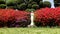 Beautiful flowers in full bloom and Virgin Mary statue