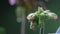 Beautiful flowers in the garden or on the balcony on rainy day with heavy rainfall and raindrops on the colorful petals geranium