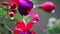 Beautiful flowers in the garden or on the balcony on rainy day with heavy rainfall and raindrops on the colorful petals geranium