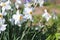 Beautiful flowers in the garden. Daffodils