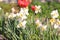 Beautiful flowers in the garden. Daffodils and Tulips