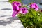 Beautiful flowers geranium growing on balcony of bulding