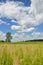 Beautiful flowers and grass meadow with meadow salsify, lonely tree, cloudscape