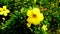 beautiful flowers grow and bloom soothing the heart, allamanda flower in garden, close up