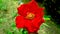 beautiful flowers grow and bloom soothing the heart, red rose flower, close up