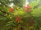 Beautiful flowers on gulmohar tree