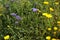 Beautiful flowers and herbs on the cliff upon Mediterranean sea