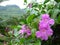 Beautiful Flowers in Hill Country Sri Lanka