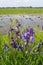 Beautiful flowers of iris besides river