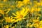 Beautiful flowers Jerusalem artichoke in the sunlight in summer