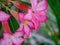 Beautiful flowers kamboja pink potret kehidupan