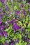 Beautiful flowers of Lathyrus Vernus Spring Vetchling or Spring Pea