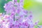 Beautiful flowers lilac
