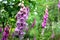 Beautiful flowers of lilac bluebell