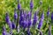 Beautiful flowers of lupine blooms in the meadow