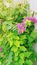 Beautiful Flowers. Lush Green Leaves with Sharp Pink Flowers