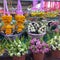 beautiful flowers in the market