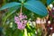 Beautiful flowers of medinilla cummingii or chandelier tree are blooming in the garden and is a species of flowering plants in the