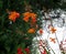 Beautiful flowers of Montbretia Crocosmia crocosmiiflora