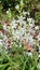 Beautiful flowers of Ornithogalum Nutans