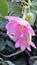 Beautiful flowers of Passiflora tripartita also known as banana passionflower, poka, passionfruit