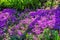 Beautiful flowers Phlox awl-shaped Phlox subulata close-up in the garden. Flowers in the shadows under a tree. Soft selective