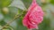 Beautiful Flowers. Pink Camellia Or Camellia Japonica Flower Blooming In Garden. Close up.