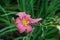 Beautiful flowers of pink daylilies bloomed in the city garden