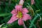 Beautiful flowers of pink daylilies bloomed in the city garden