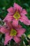 Beautiful flowers of pink daylilies bloomed in the city garden