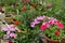 Beautiful flowers of pink and lilac petuia in greenhouse. Vintage home garden and planting objects, botanical still life with