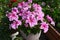 Beautiful flowers of pink petunia in pot. Vintage home garden and planting objects, botanical still life with summer and spring