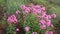 Beautiful flowers of pink phlox