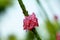 Beautiful flowers of pink poterweed plant or stachytarpheta jamaicensis
