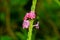 Beautiful flowers of pink poterweed plant or stachytarpheta jamaicensis