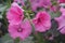Beautiful flowers of pink Rosa Mallow or Lavatera trimestris