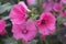 Beautiful flowers of pink Rosa Mallow or Lavatera trimestris