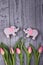 Beautiful flowers pink tulips and gingerbread elephants with hearts on a gray background. Top view, free space