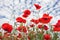 Beautiful flowers poppies against the cloudy sky