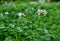 Beautiful flowers of potato plant. Potato flowers blooming in the farm potatoes field