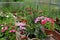 Beautiful flowers in pots and flowerbed in greenhouse. Vintage home garden and planting objects, botanical still life with summer