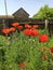 Beautiful flowers of red poppies bloom in the garden. Estate decoration