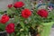 Beautiful flowers of red roses in pot in greenhouse. Vintage home garden and planting objects, botanical still life with summer