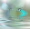 Beautiful flowers reflected in the water, spa concept.Tranquil abstract closeup art photography.Floral fantasy design.