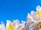 Beautiful flowers of Rhododendron Cunningham`s White on the background of blue sky