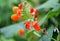 Beautiful flowers of Runner Bean Plant