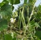 Beautiful flowers of Runner Bean Plant