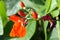 Beautiful flowers of Runner Bean Plant